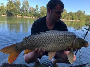 Common Carp