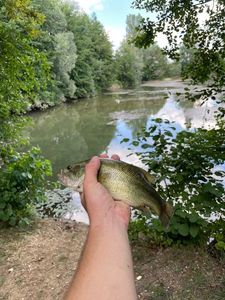 Smallmouth Bass