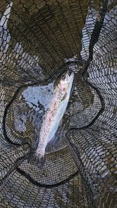 Rainbow Trout
