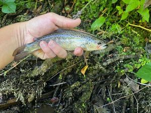Brown Trout
