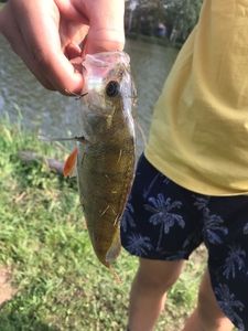 European Perch