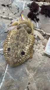 Common Cuttlefish
