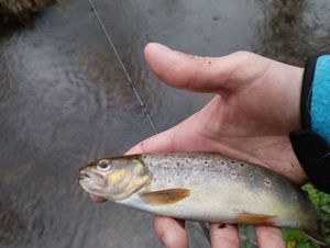 Brown Trout