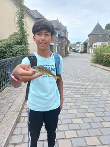 European Perch