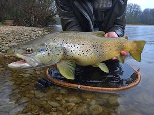Brown Trout