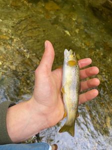 Brown Trout