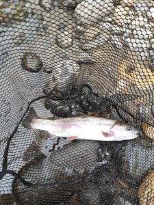 Rainbow Trout