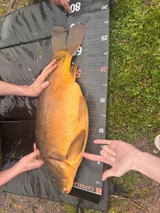 Leather Carp