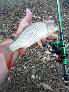 Common Carp