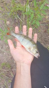 European Perch