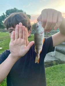 European Perch