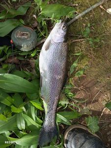 Rainbow Trout