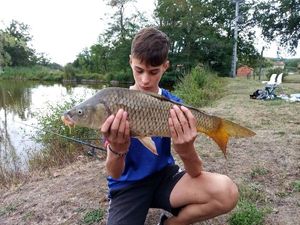 Common Carp
