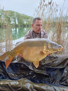 Mirror Carp