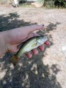 Largemouth Bass