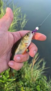 European Perch