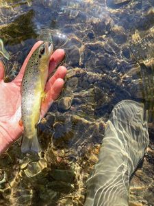 Brown Trout