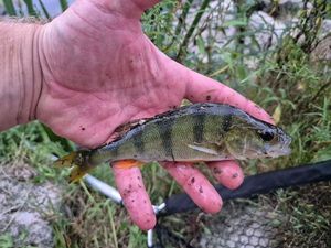 European Perch