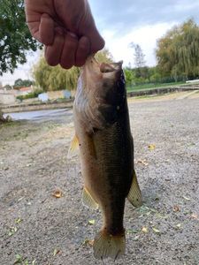 Largemouth Bass
