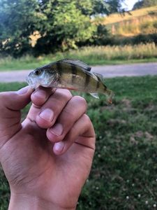 European Perch