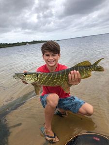 Northern Pike