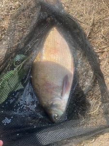 Common Bream