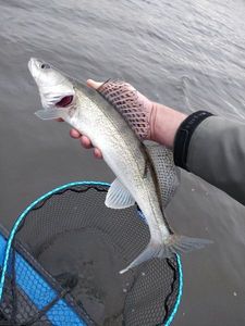 Zander