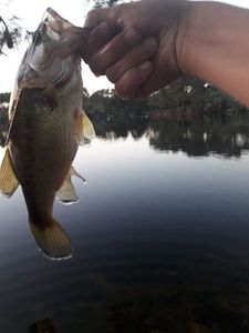 Largemouth Bass