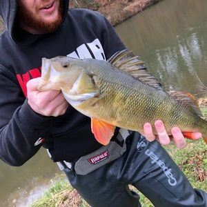 European Perch