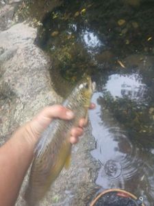 Brown Trout
