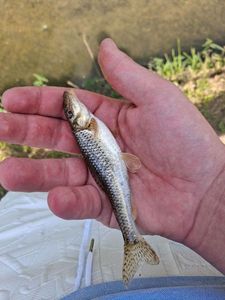 Gudgeon