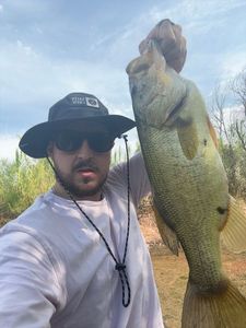 Largemouth Bass