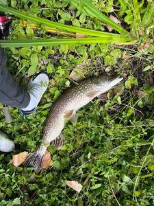 Northern Pike