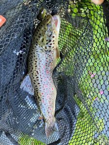 Brown Trout