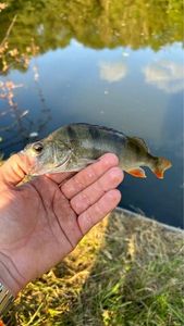 European Perch