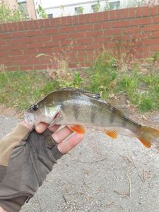 European Perch