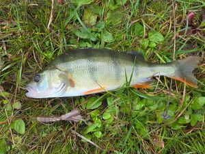 European Perch