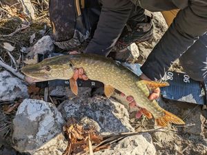 Northern Pike