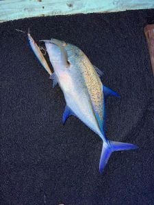 Bluefin Trevally