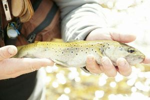 Brown Trout