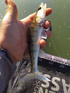 Zander