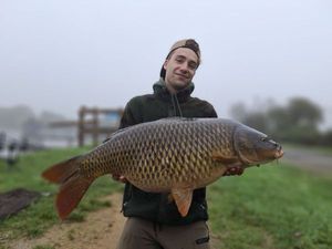 Common Carp