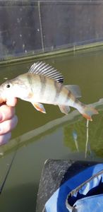 European Perch