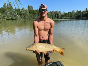 Common Carp