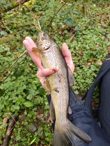 Brown Trout