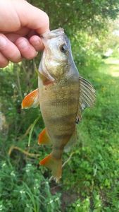 European Perch