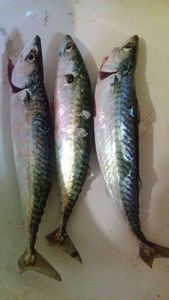 Mackerel