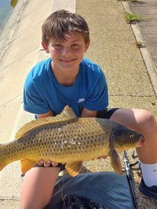Common Carp