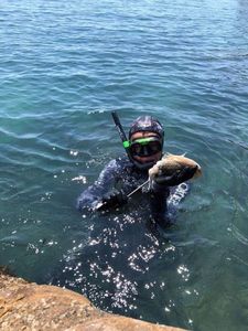 Common Cuttlefish