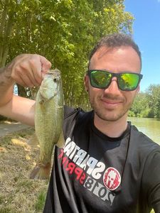 Largemouth Bass
